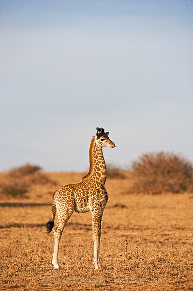 Giraffe Nairobi National Park, Kenya