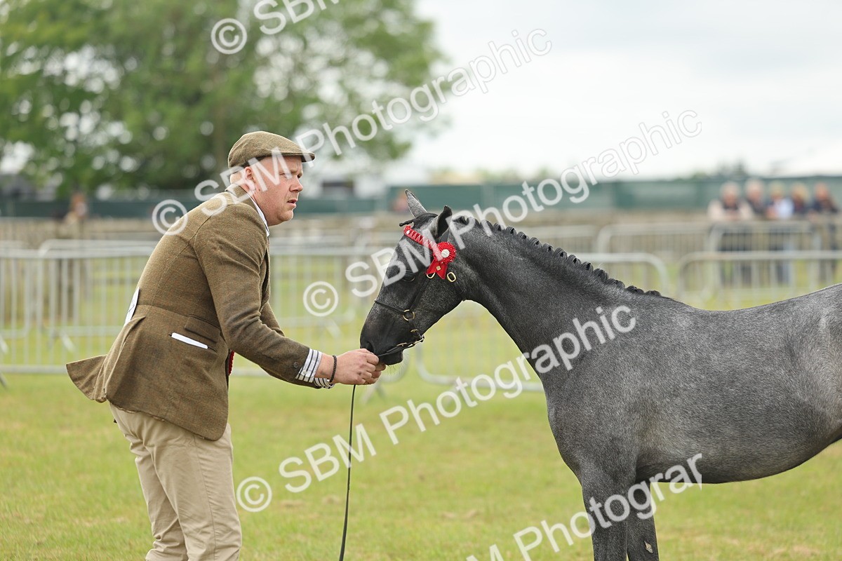 SBM_05581 - Class 68-73 - Riding Pony Breeding