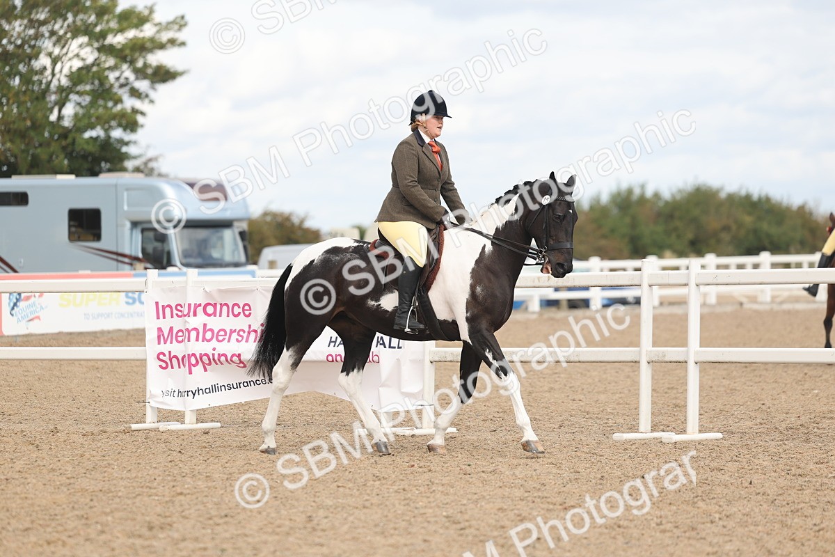 SBM_14731 - Class 308 - Ridden Coloured Horse