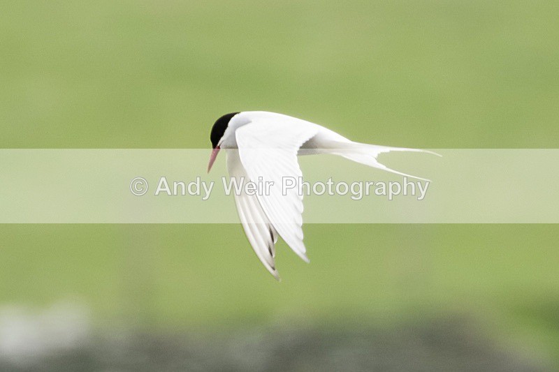 20180530-Cemlyn8E0A6675 - Terns