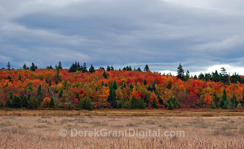 New Brunswick Autumn Foliage - Autumn Foliage