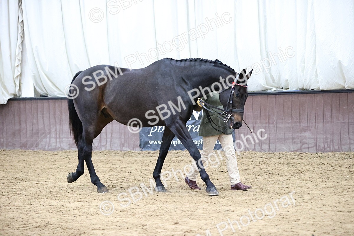 SBM_5727 - Class 3 - BSHA In Hand Show Hunter