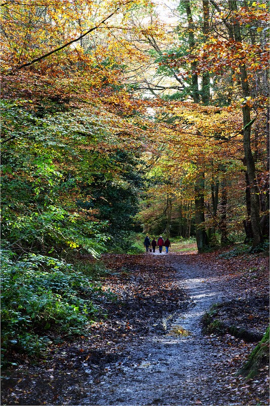 Autumn Splender - Worcestershire