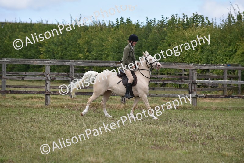 20250831-4151 - Class 13 - Working Hunter Horse or Pony