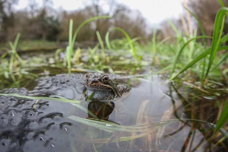 Common frog resting on a large amount of spawn in a Bristol pond. - Reptiles, amphibians & pond life, Great Britian