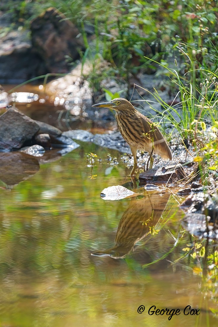 Pond Heron - India