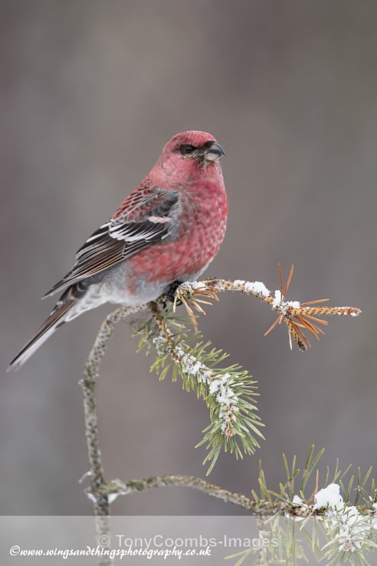 Pine Grosbeak (m) - Foreign Selection