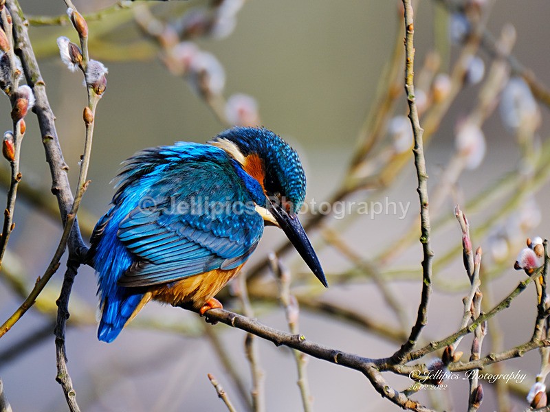  - Wildlife and Nature