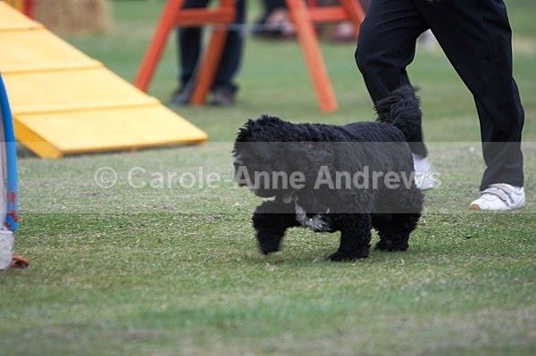  - Tendring Agility Group- St Osyth Summer Fete