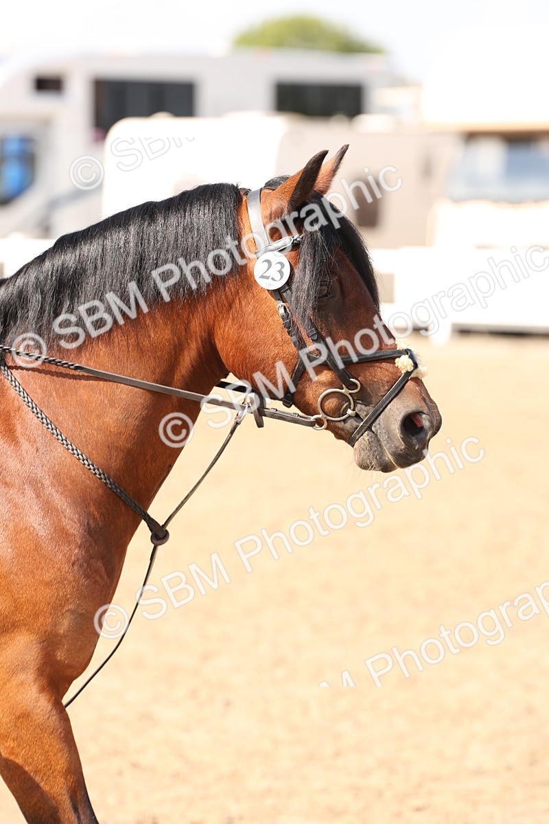 SBM_07341 - Class 58b -  Style & Performance - 70cm (20+)