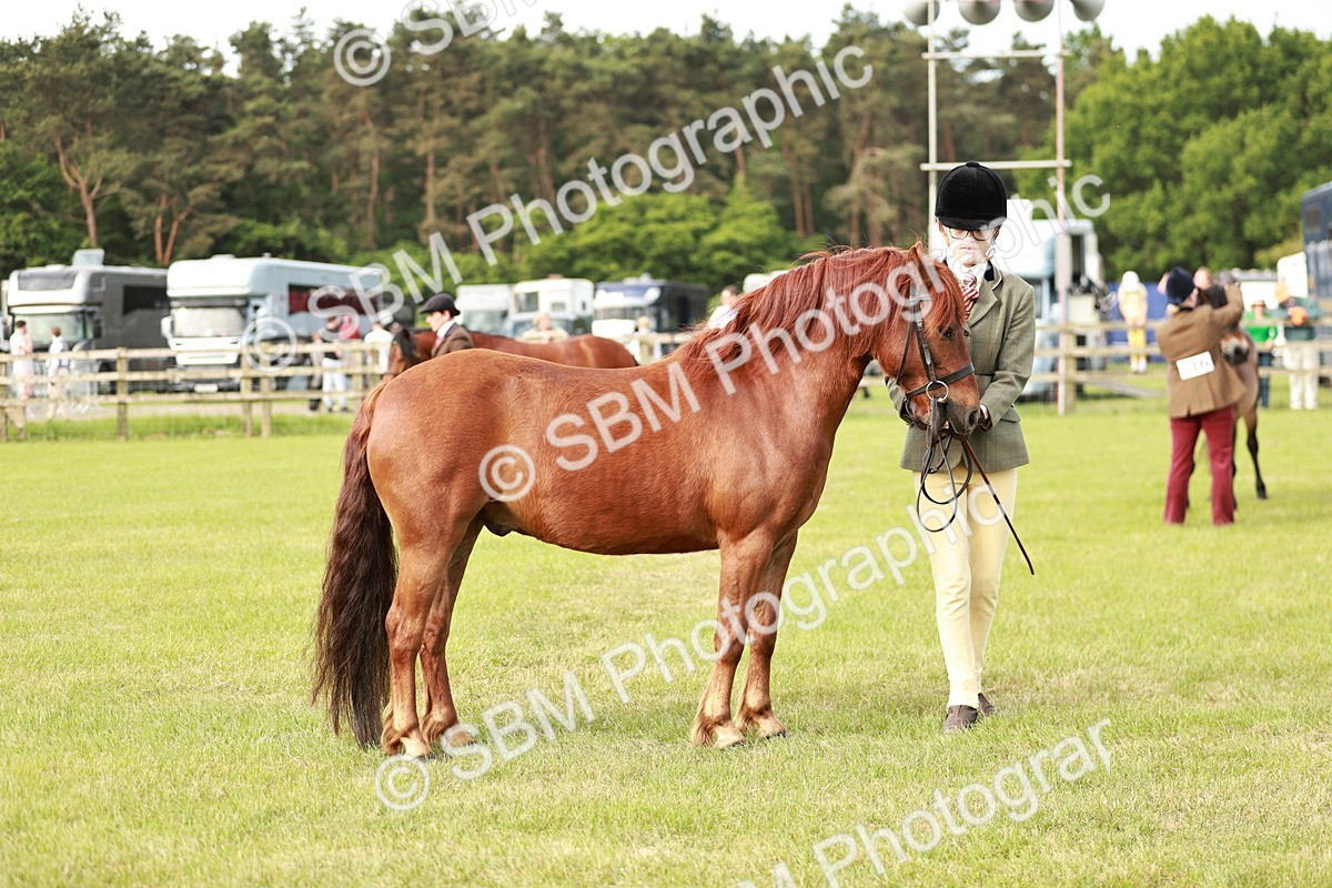 SBM_00490 - Class 14-23 - Mountain & Moorland In Hand Non Welsh