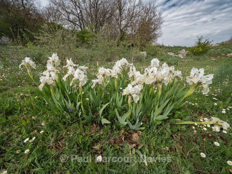 Twin-flowered Iris (Iris bicapitata) usually blue-violet but also in yellow, white and lilac - Gargano - Flowers in the Landscape