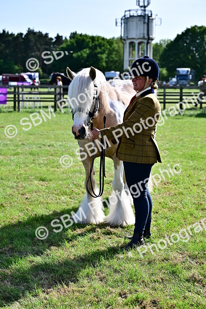 SBM_10127 - Class 63-65 - Traditional Gypsy Cobs In Hand & Ridden