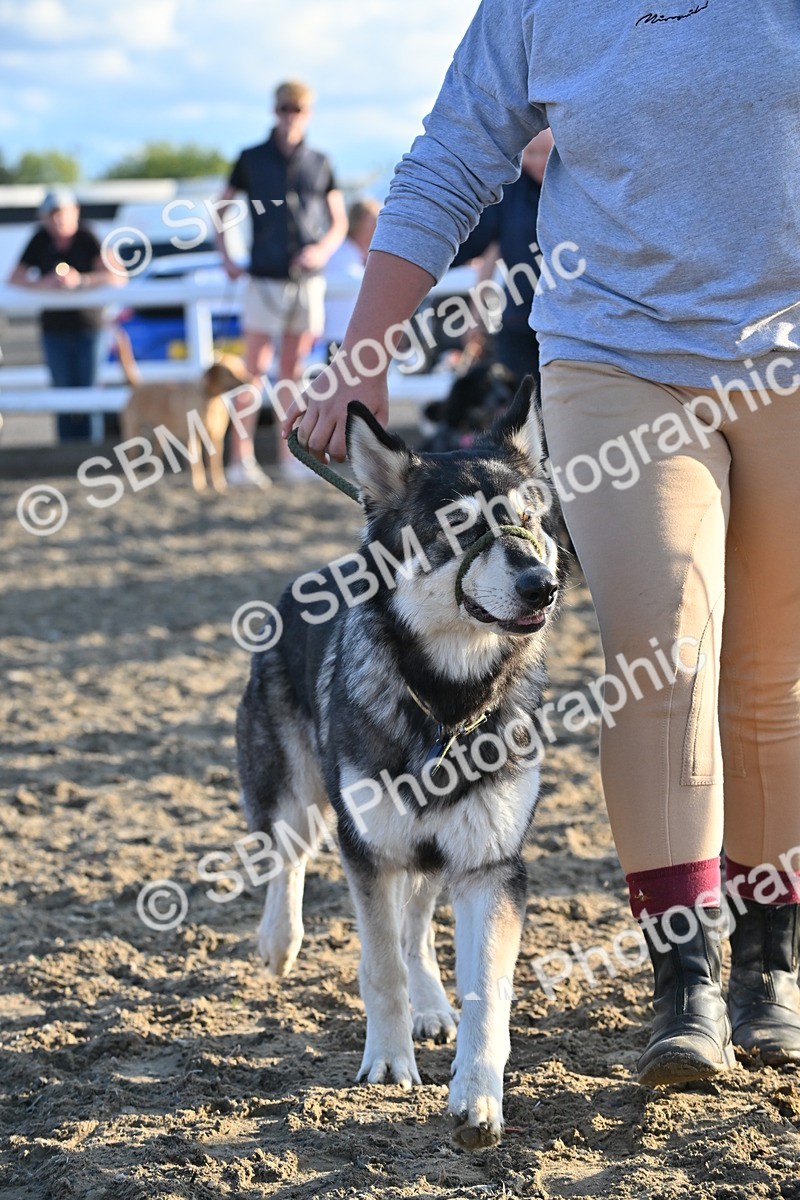 SBM_09424 - Lorry Dogs