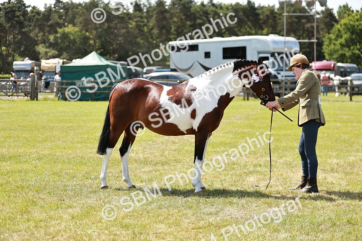 SBM_05455 - Class 41-45 - Riding Pony-Hunter Pony Breeding