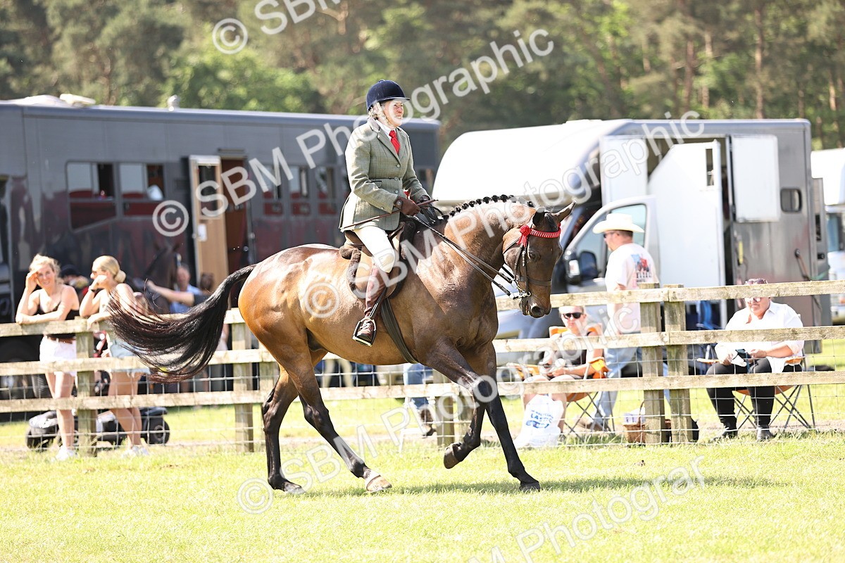 SBM_13049 - Class 75-76 LIHS BSHA Rising Star Hack Riding Horse