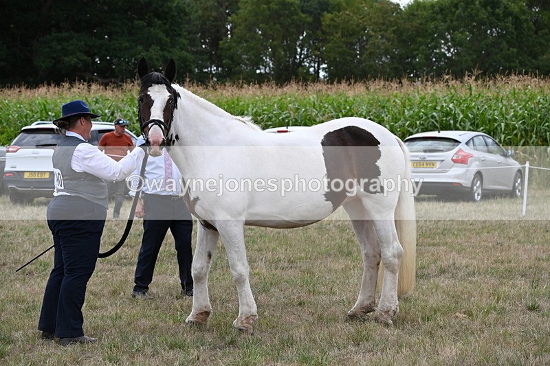 WJ6_5558 - Class 18 In-hand Coloured