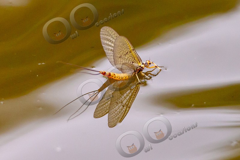 mayfly-5285 - Insects from around the world
