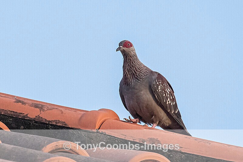 Speckled Pigeon - The Gambia