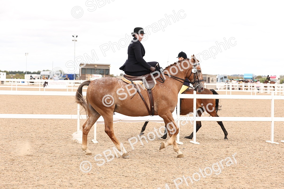 SBM_16403 - Class 211 - Best Side Saddle Horse - Pony