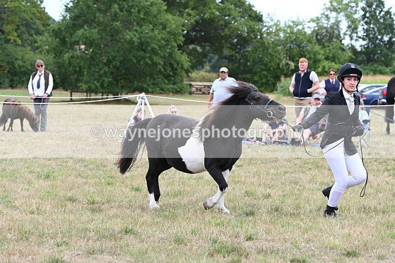 WJ6_5541 - Class 18 In-hand Coloured