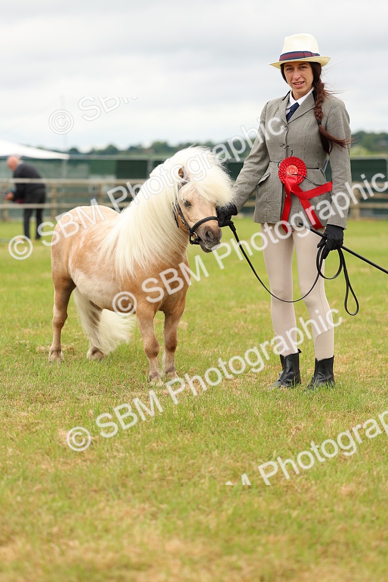 SBM_04489 - Class 64-67 - Shetland Pony In Hand