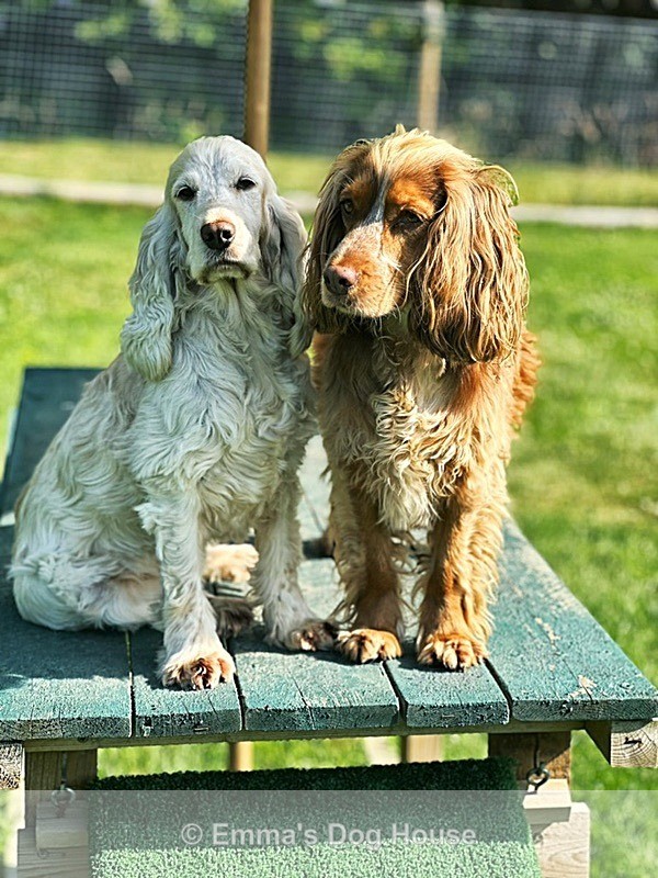  - Pawtraits
