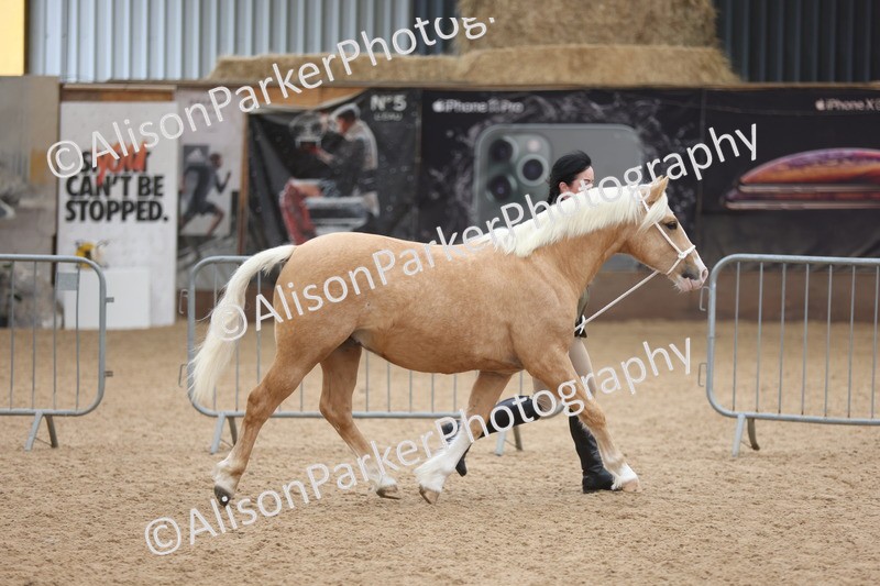 20251109-0834 - Class 25 - Yearling, Colt, Filly or Gelding