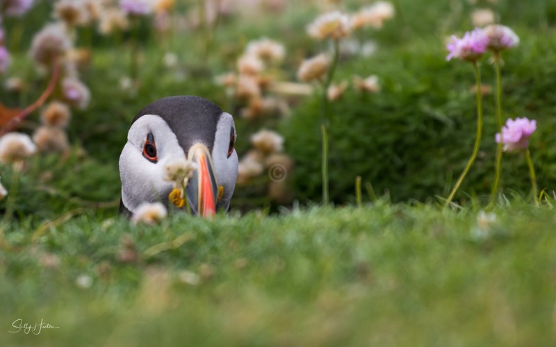 Cute Puffin 21