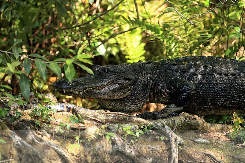 American Alligator & young, Corkscrew Swamp, Florida - REPTILES & AMPHIBIANS