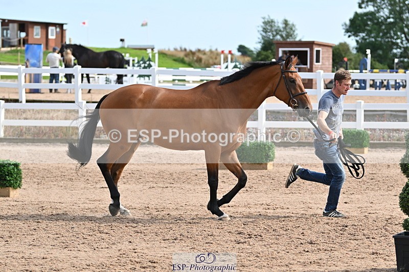 240717A-161442-03374 - Trot Up 4pm to 5pm
