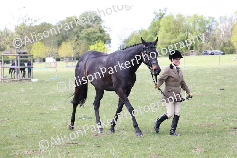 20250427-4100 - Class 34 - Best Riding Horse Over 14.2hh
