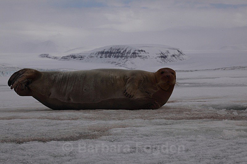 Bearded seal 1468 - Wildlife