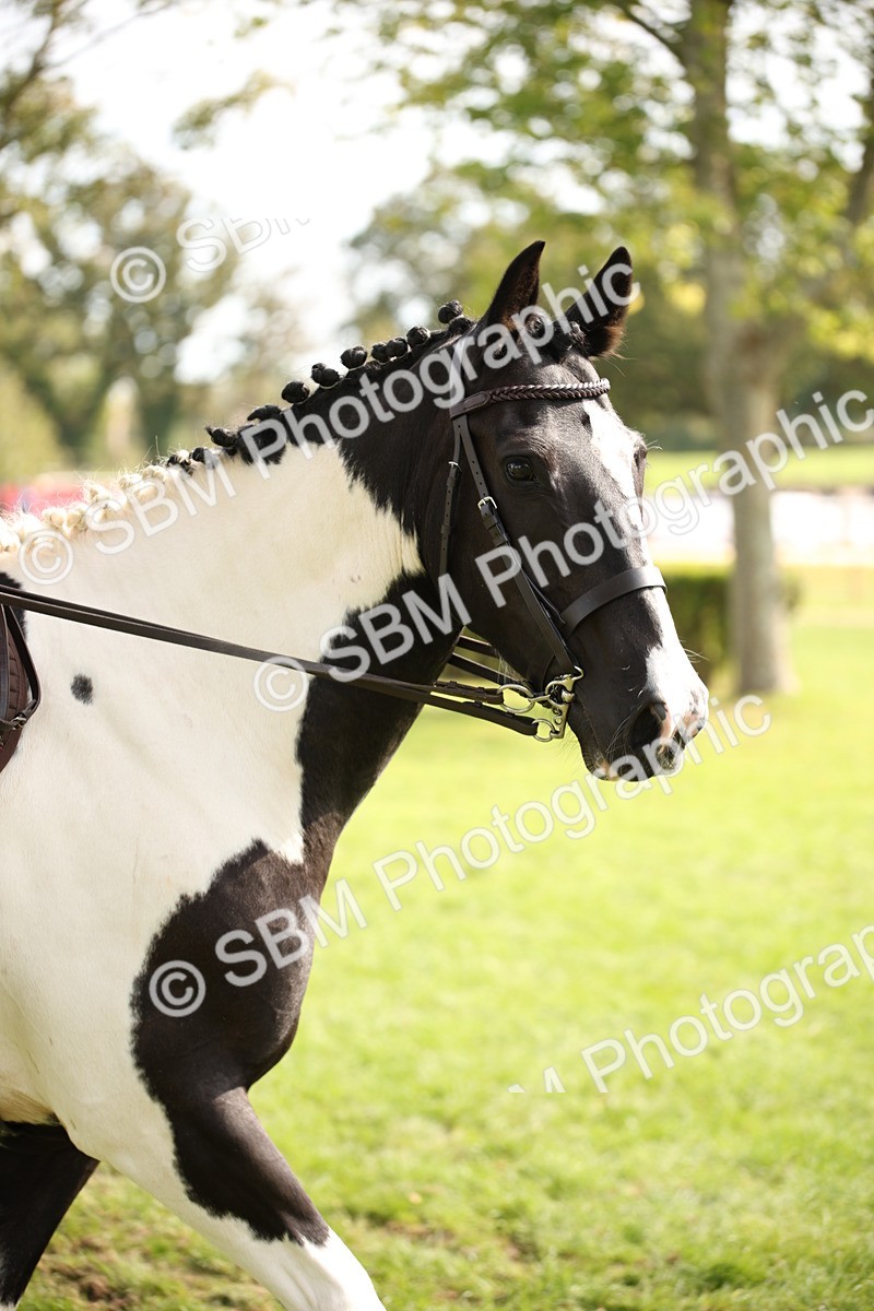 SBM_70123 - S65 - Piebald & Skewbald Horse Ridden