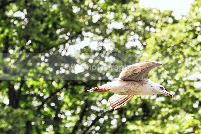Gull - Animals and Birds
