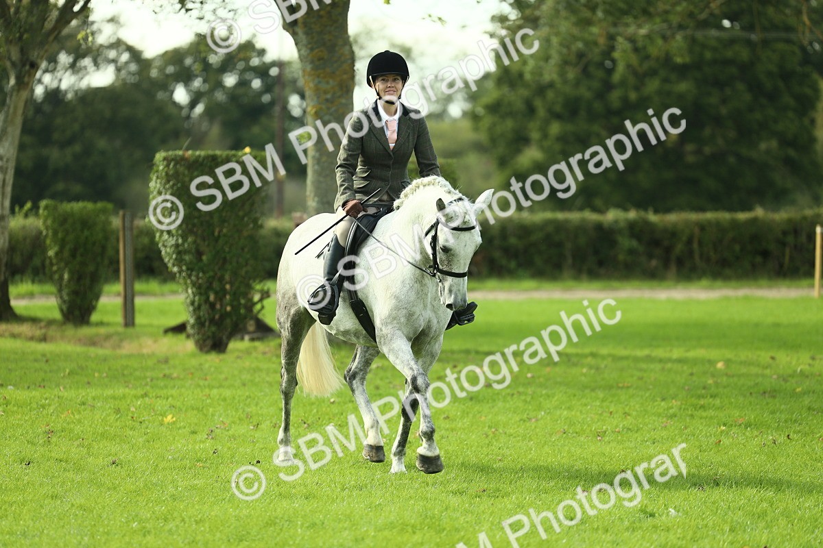 SBM_50662 - S33 - Working Hunter & Working Show Horse