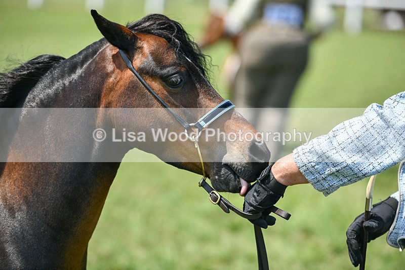 DSC_7190 - Class 61: Miniature Horse 4yrs & over