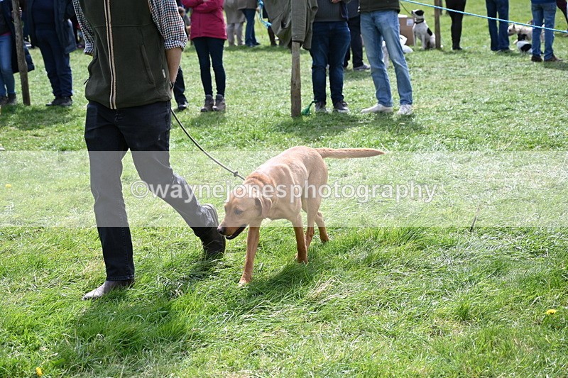 WJ6_8950 - Class 8 Best Working / Gun Dog or Bitch