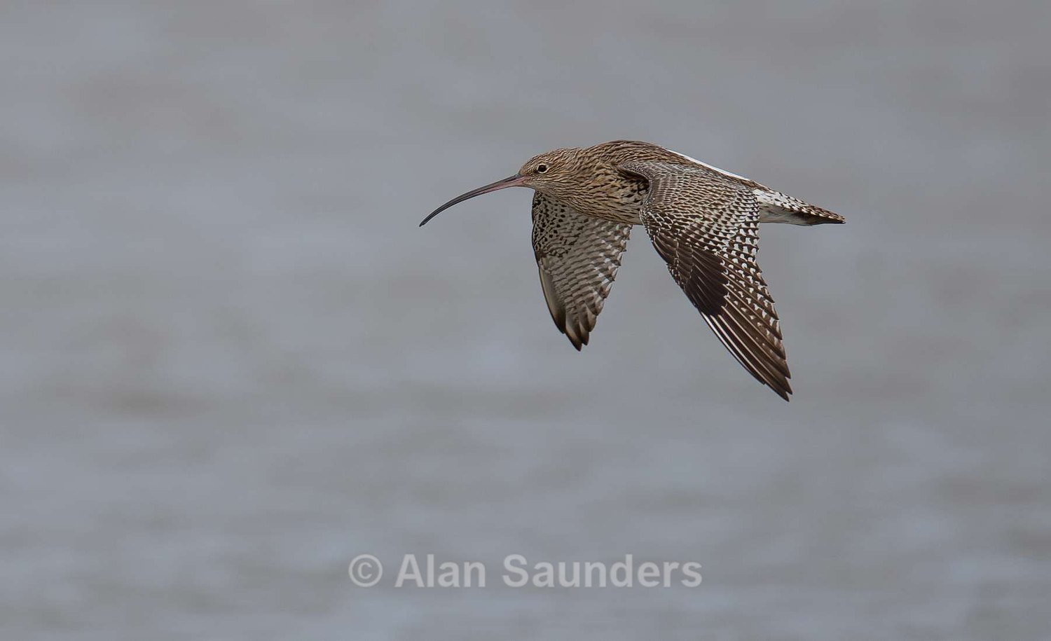 Eurasian Curlew 54