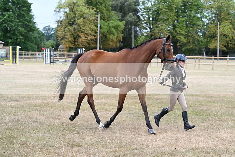 WJ7_9993 - Class 5a Most Handsome Gelding (above 14.2hh)