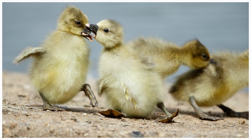 Squabbling Goslings  - Latest Work