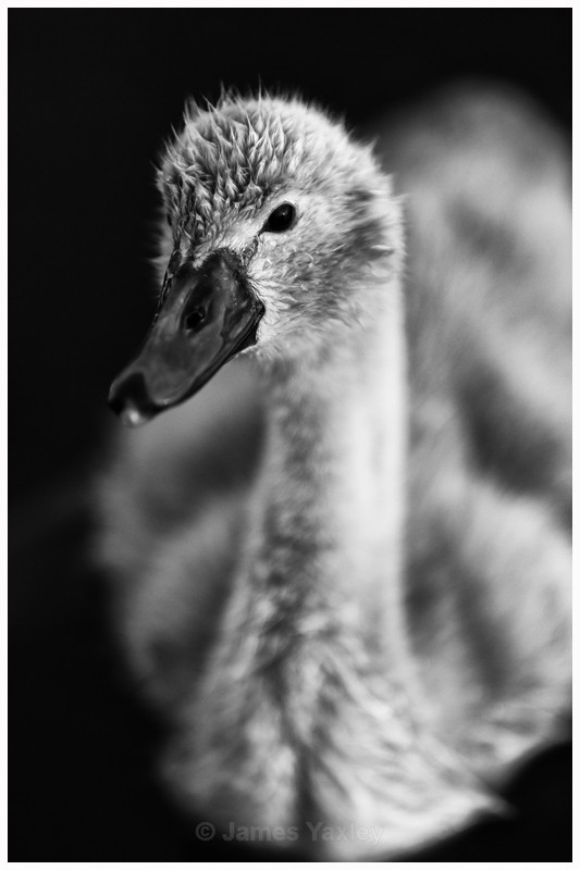 Cygnet Portrait - Nature in Black & White
