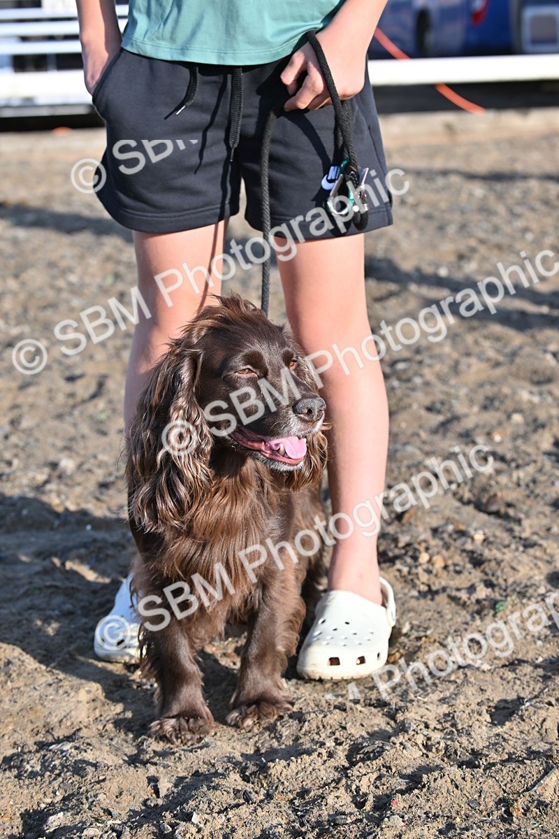 SBM_09388 - Lorry Dogs