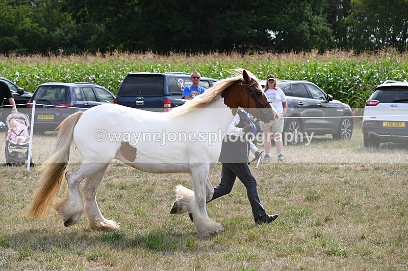 WJ6_6582 - Class 20 In-hand Cob