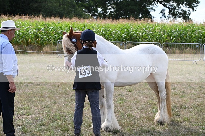 WJ6_6561 - Class 20 In-hand Cob