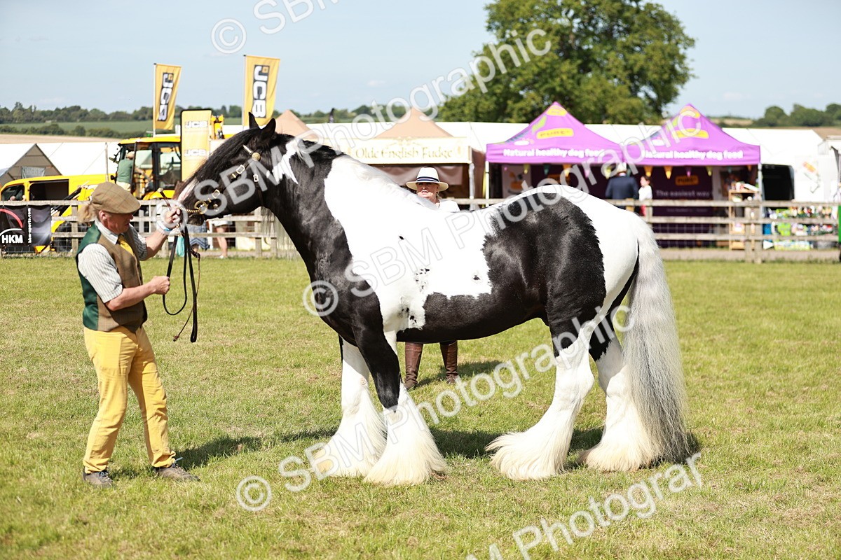 SBM_08848 - Class 63-65 - Traditional Gypsy Cobs In Hand & Ridden