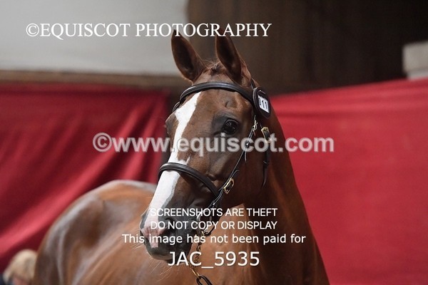 JAC_5935 - 11 Pandora of Westoak