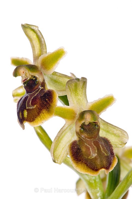  - WB: Orchids - Ophrys