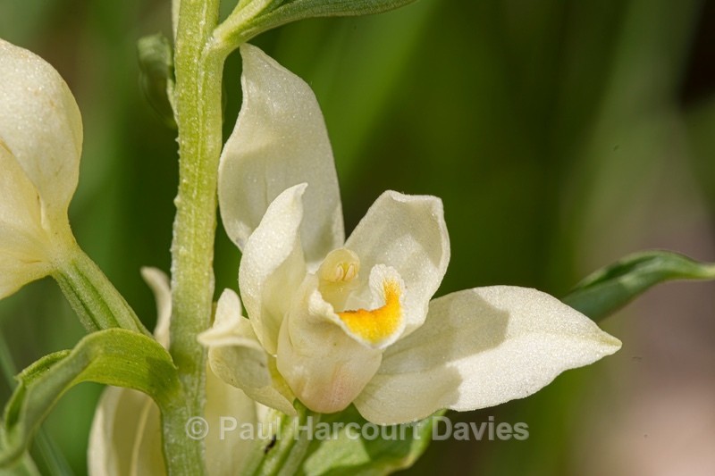 White helleborine (Cephalanthera damasonium)  - Wild Orchids - 2