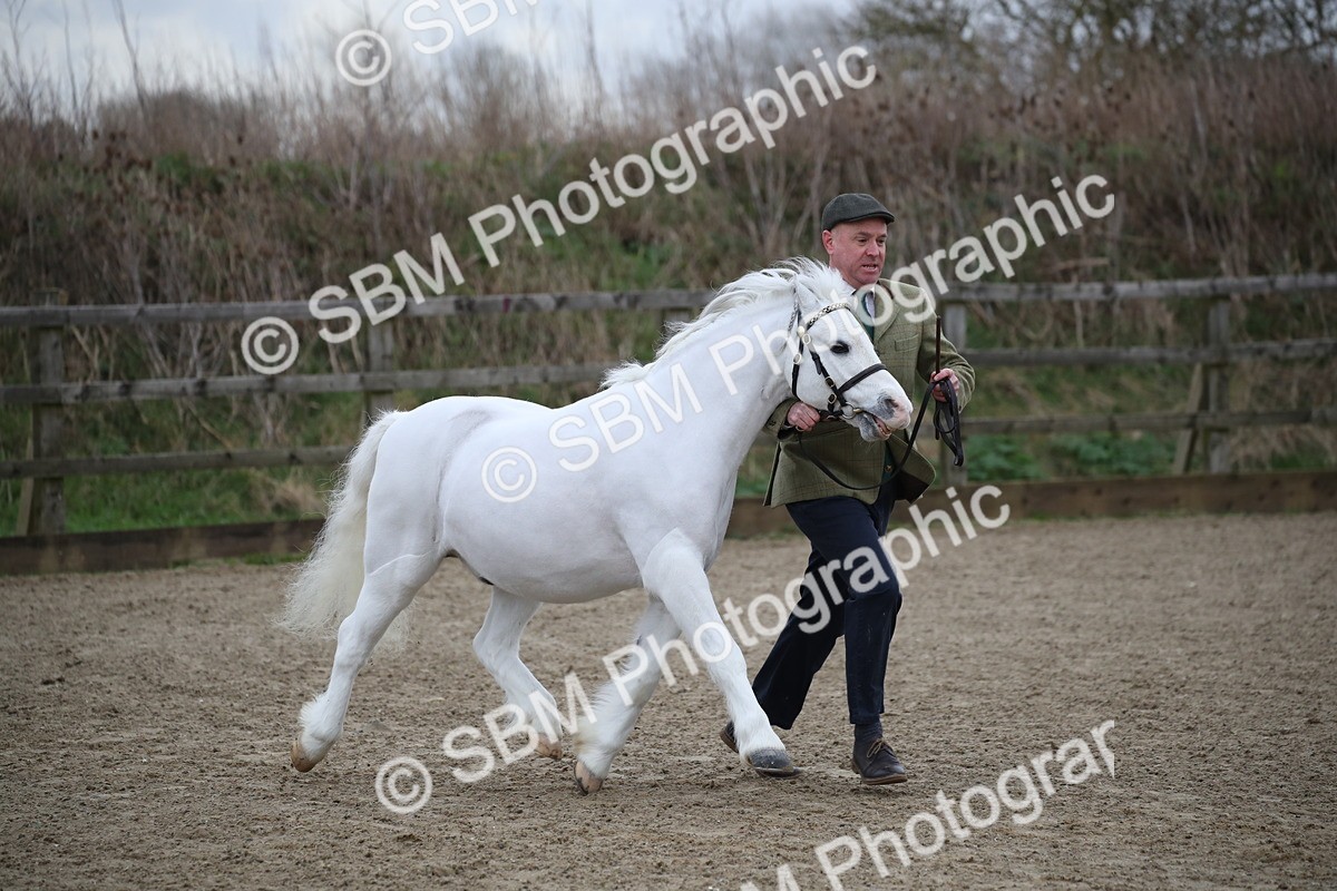 SBM_003915 - Class 1-4 - Young Stock classes Inc. In Hand Championship